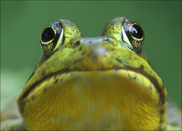 Маленькие жабы (7 фото)