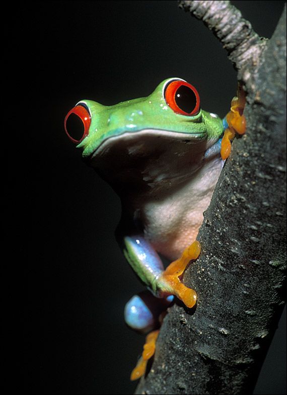 Маленькие жабы (7 фото)
