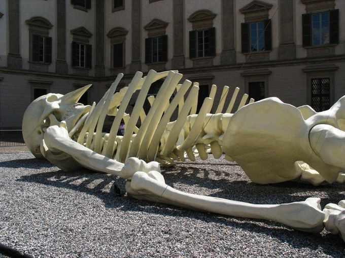 Гигантский путешествующий скелет (6 фото)