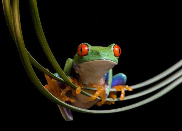 Разноцветные лягушки (15 фото)